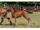 n. 2020 f. Motivator & Speedy Blue Girl