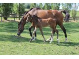 f.20 Boscraie x Cokoriko (Photo prise le 25/05/2020)