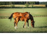 F20 Boscraie x Cokoriko (photo prise le 27/06/20)