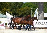 Mollyblue des Pins (Vibraye x It's Gino) - Domaine des Pins