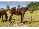 Java des Sources 2019 f. (Whitecliffsofdover & Speedy des Sources)