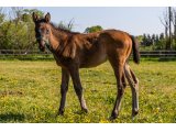 n. 2021 f. Martinborough & Toutonne - Avril 2021
