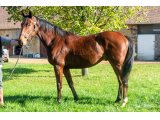 Il Est Joly 2018 m. Joshua Tree & Prudence Jolie