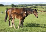 f.20 Drôlement Jolie x Cokoriko (Photo prise le 23/05/2020)