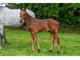 n. 2021 m. Bande & Dame d'Oudairies - juin 2021