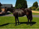TELBES YEARLING