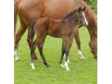 NIGHT RUN FOAL