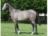 NIGHT RUN yearling