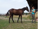 SCHERZO FORTE juillet 2017