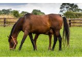 Fresca Has par Nickname & Fragnate Royale