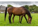 Fresca Has par Nickname & Fragnate Royale