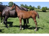 n. 2020 m. Masked Marvel & Valova