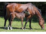 n. 2020 f. Triple Threat & Uness des Dunes