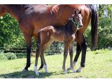 n. 2020 f. Triple Threat & Uness des Dunes