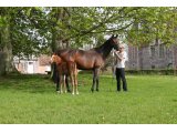 La Rosa et Laramix foal