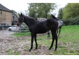 Kossovo (Cockney Rebel & Kayl)