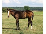 F20 Askabane x Cokoriko (photo prise le 28/06/20)