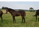 LARZAND (M21 Harzand x Vinga)