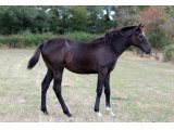 N. 20 Fantaisy Collonges (Aout 2020)