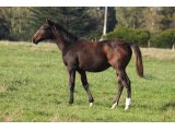 Pelmoss des Mottes, à l'âge de foal