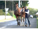 Pelmoss des Mottes, à l'âge de foal