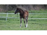 Pelmoss des Mottes, à l'âge de foal
