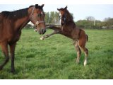 Pelmoss des Mottes, à l'âge de foal