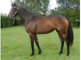PEARL PRINCESS YEARLING