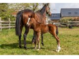 n. 2021 f. Bande & Bayardie - Avril 2021 - 48h