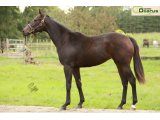 Poca yearling