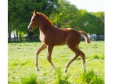Femelle par Mastrerstroke née en 2016