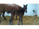Gazelle Smart (Sunday Break et Viva Béré) 22/03/2016