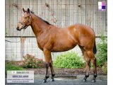 Geole du Large, vendue 35.000€ yearling - Arqana Octobre 2017