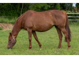 Happy Crazy par Redback et Folle Garde