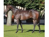 Al Seej yearling