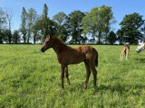 F.20 Daimiel x Jeu St Eloi (Photo 09/05/20)
