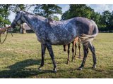 Lounage (Sageburg & Lounamix)
