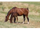 Wonderful Life et My l'Or Forlonge