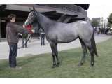 Funny Crazy Yearling