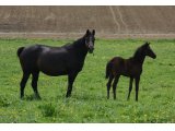 AGUICHEUSE FOAL