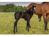 n. 2021 f. Magneticjim & Dame Groom - Avril 2021