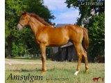 Amsylgan Aout 2015