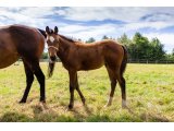 n. 2020 f. Gleneagles & Segonzac - Juillet 2020
