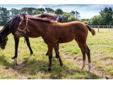 n. 2020 f. Gleneagles & Segonzac - Juillet 2020