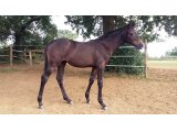Janou (Castle du Berlais & Ascra)
