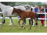 Nino 2 mois breitz foal 2023