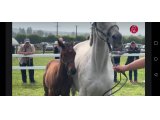 Nino. 2 mois breitz foal 2023