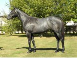 VILAVELLA YEARLING