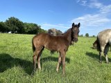 M.20 Calonge x Cokoriko (Photo 09/05/20)