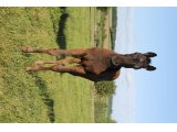 m.20 Cokoriko x Calonge (photo prise le 23/05/2020)